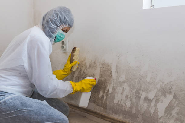 Best Mold Removal for HVAC Installations  in Lake Leann, MI