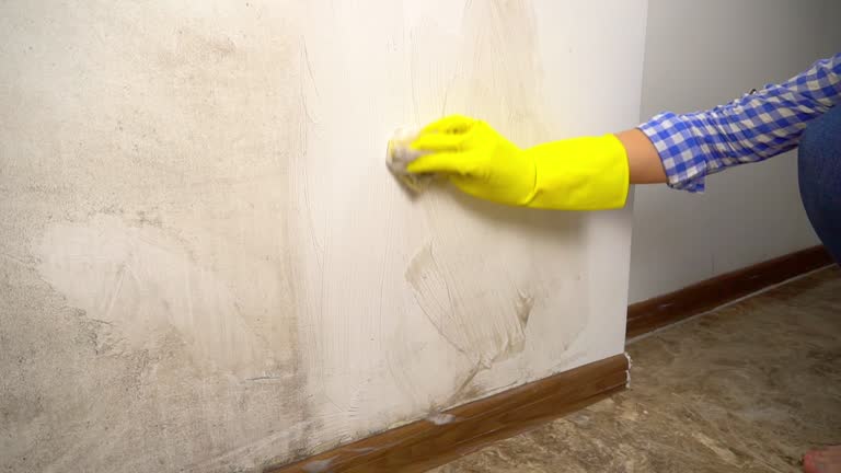 Lake Leann, MI Mold Inspection, Removal & Remediation Company