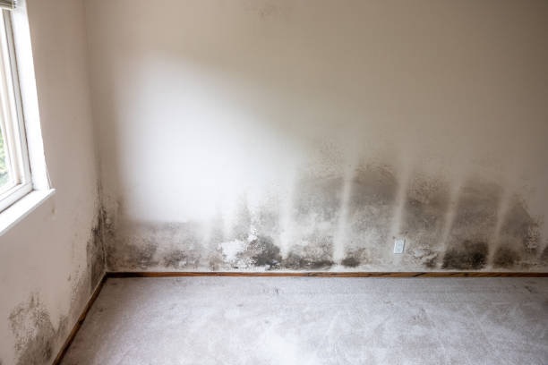 Best Attic Mold Removal  in Lake Leann, MI