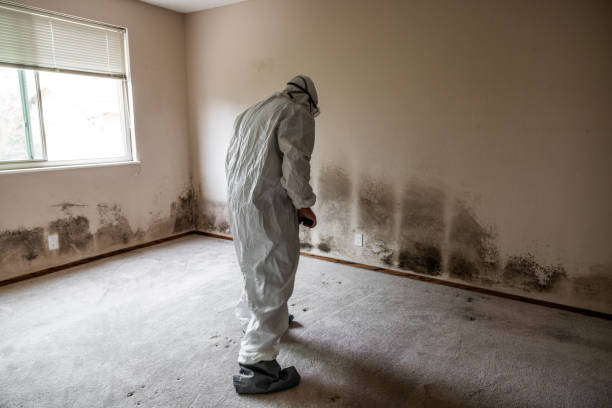 Mold Remediation for Vacation Homes